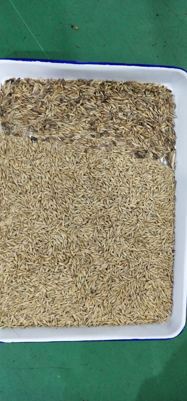 Máquina de triagem de cor de trigo de cevada com câmera óptica CCD inteligente