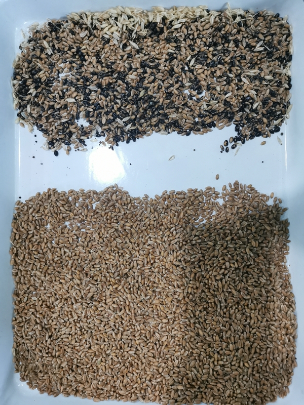 Wenyao 5 Chute Multifunção Sorgo Milho Milho Trigo Cevada Arroz Color Sortador Máquina
