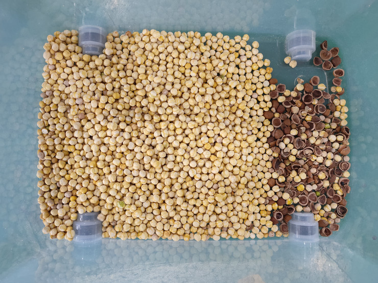 Máquina de classificação de cores de castanha de boa qualidade Wenyao CE Certificado