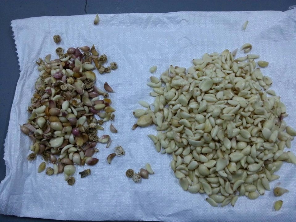 Máquina de triagem de cravo de alho