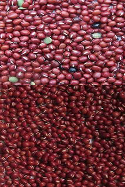 Máquina de triagem de cores ópticas de feijão vermelho