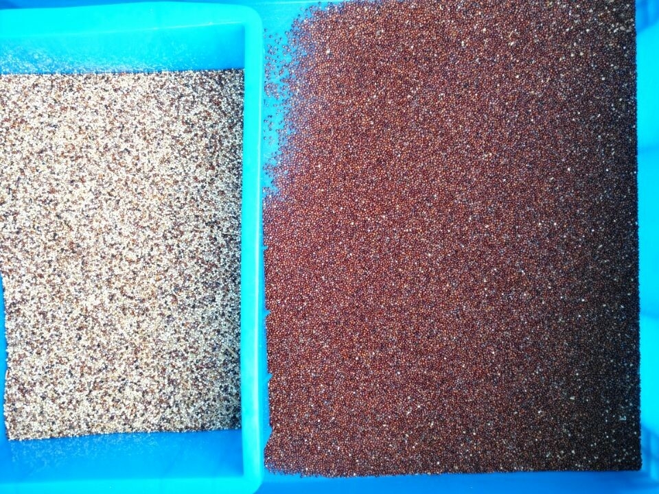 Separador de cores de grãos de alta precisão de 2 canais para goma de pêssego, cor de grão de olíbano árabe