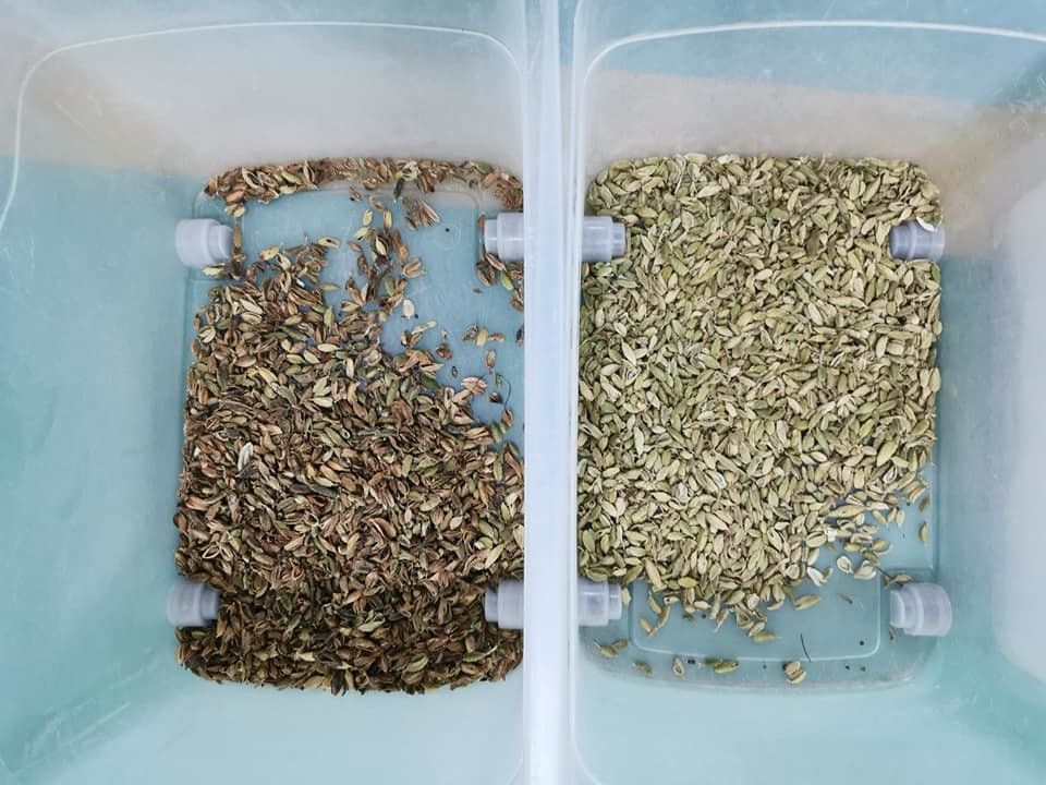 Wenyao 5 Chute Máquina de classificação de cor de feijão de cardamomo