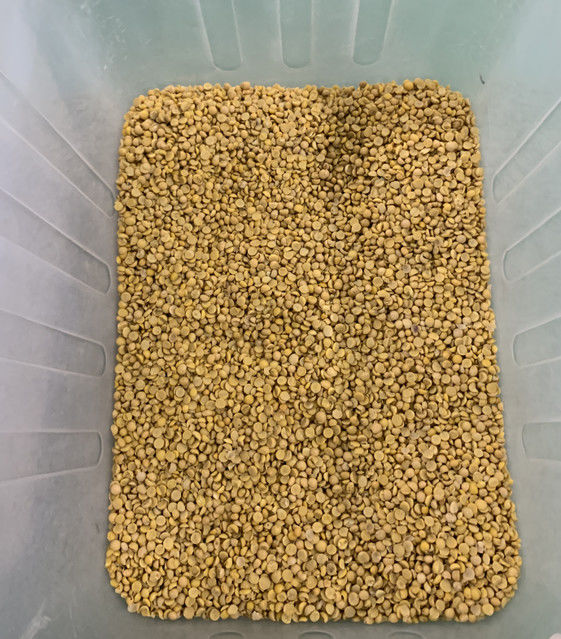 Máquina de Classificação de Cores Wenyao Full Automatic 3 Chutes para Soja, Feijão Largo e Feijão Rim