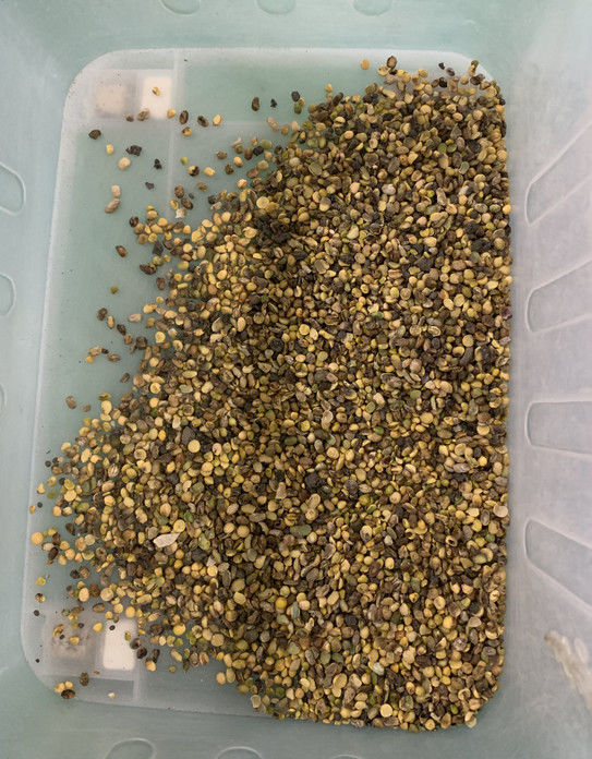 Máquina de Classificação de Cores Wenyao Full Automatic 3 Chutes para Soja, Feijão Largo e Feijão Rim