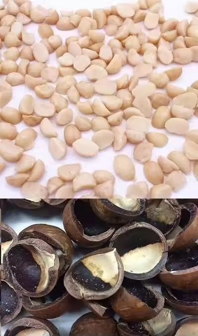 Máquina automática de classificação de cores de macadâmia