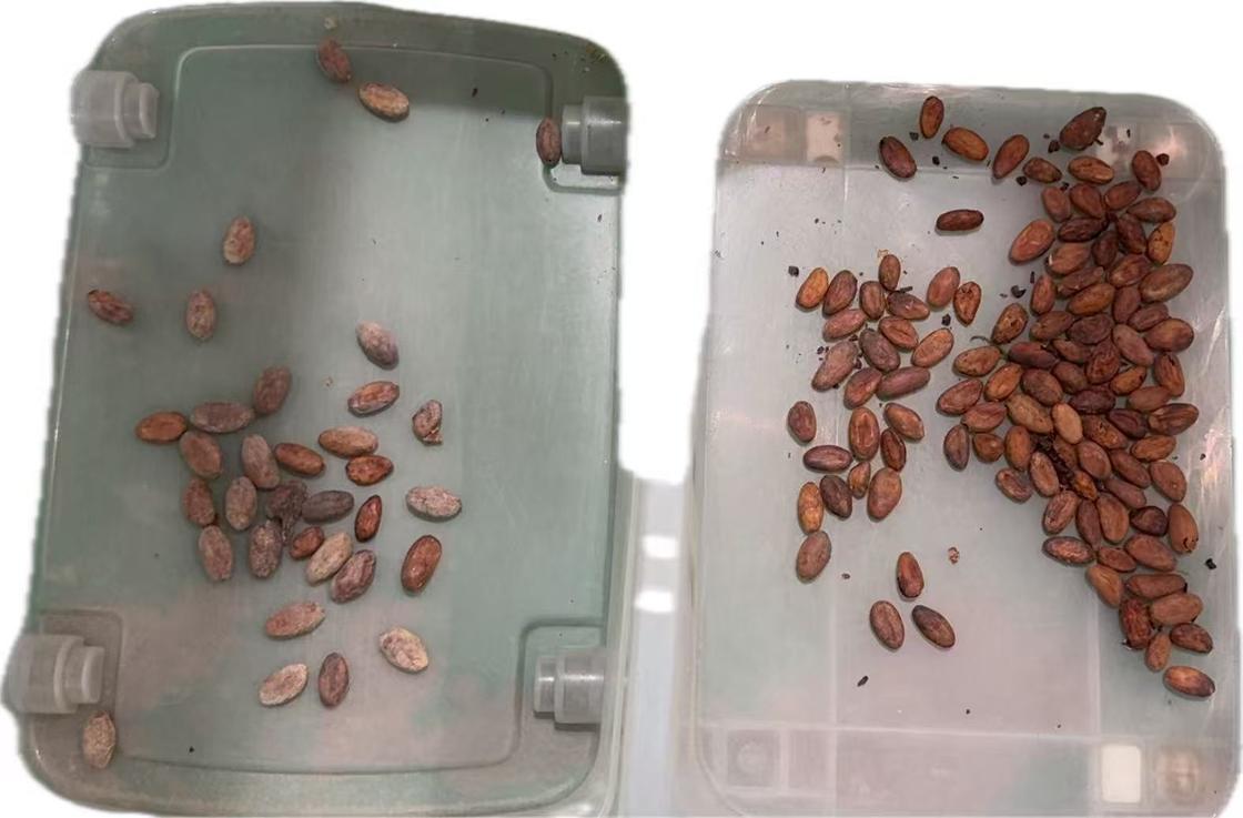 Wenyao 2025 Mais Nova Fábrica Chinesa de Classificadores Ópticos Fornecedor Máquina Classificadora por Cor de Coco