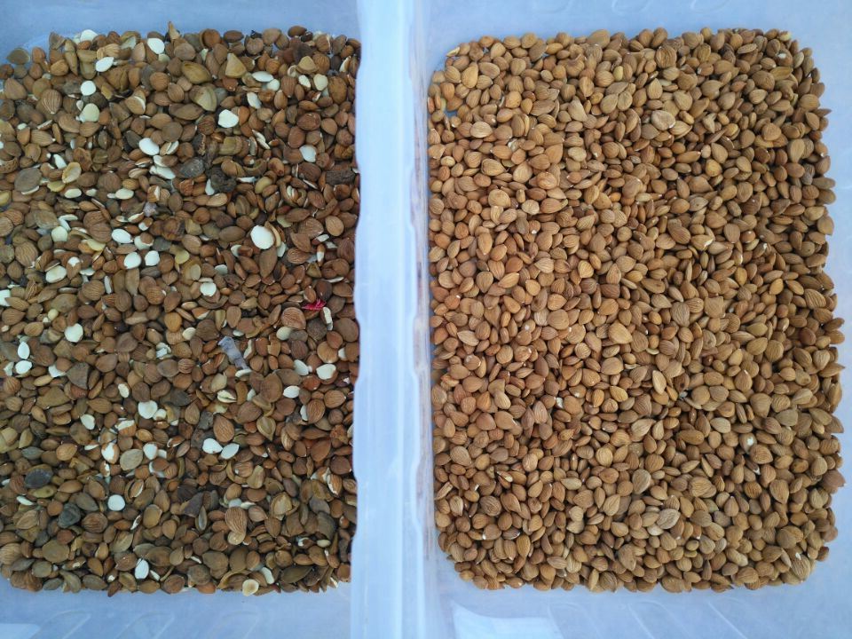 Classificador da cor da porca da amêndoa da máquina de classificação da cor da câmera do CCD da cor completa da função de Wenyao Multi