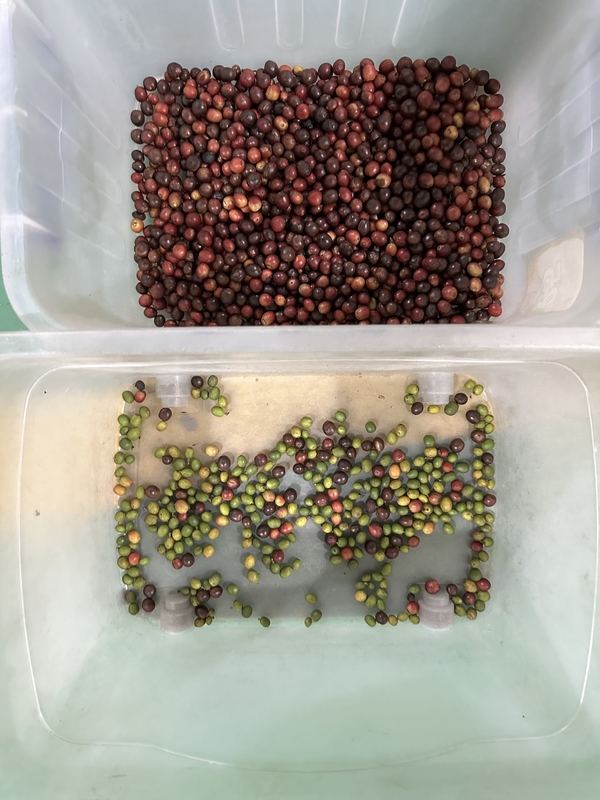 Wenyao CCD Máquina de triagem de cores ópticas para grãos de café grãos de arroz