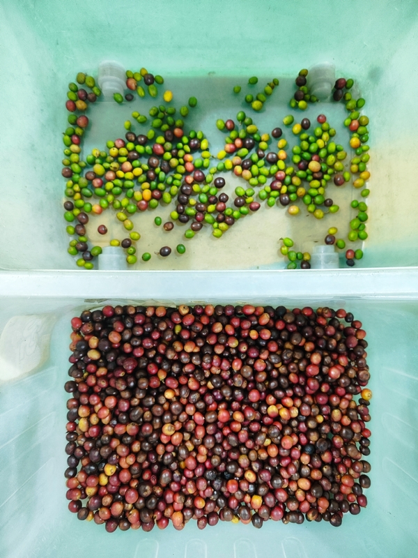Wenyao CCD Máquina de triagem de cores ópticas para grãos de café grãos de arroz