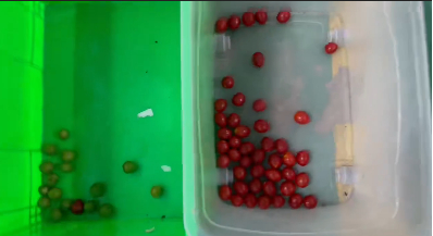 Máquina de seleção de cores para tomate cereja industrial 1000kg/h aço inoxidável