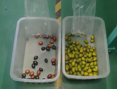 Classificador Óptico Inteligente de Cor de Cereja de Café Máquina de Classificação de Batata Pequena Classificador de Cor de Mirtilo