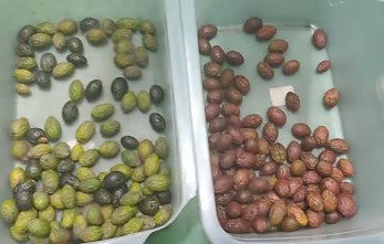 Classificador Óptico Inteligente de Cor de Cereja de Café Máquina de Classificação de Batata Pequena Classificador de Cor de Mirtilo