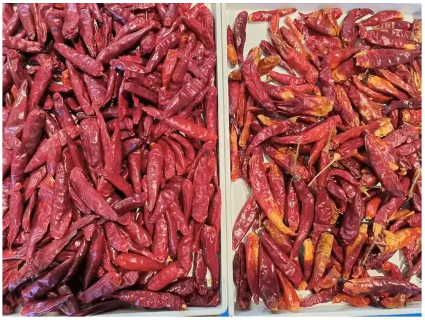 WENYAO Cinturão Óptico Color Sorter Hibisco Canela Bastões Chili Color Sorting Machine com alta precisão de classificação