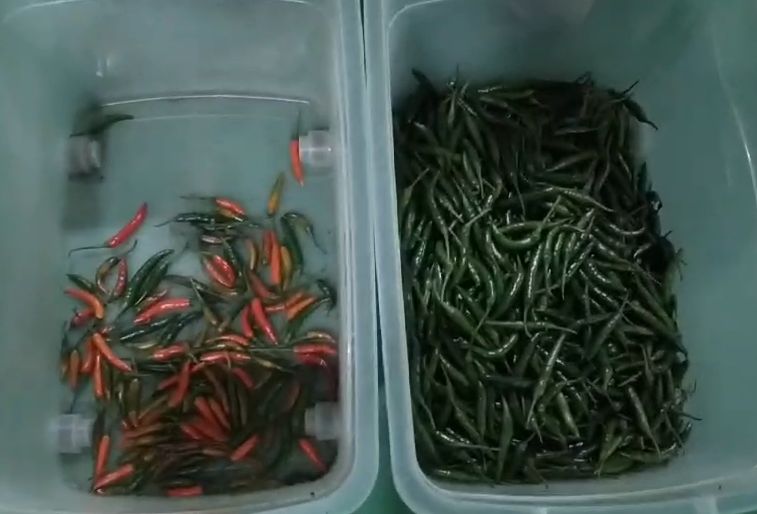 Bom Preço Visão Óptica Inteligente Máquina de Classificação de Chilis Cobre Mineral Combustível Classificador de Cor