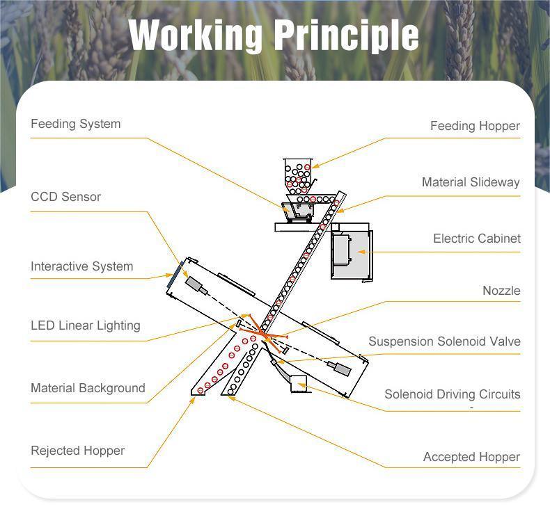 WENYAO Máquinas de Operação Estável com Autolimpeza para Fábricas de Classificação de Feijão Classificador Óptico