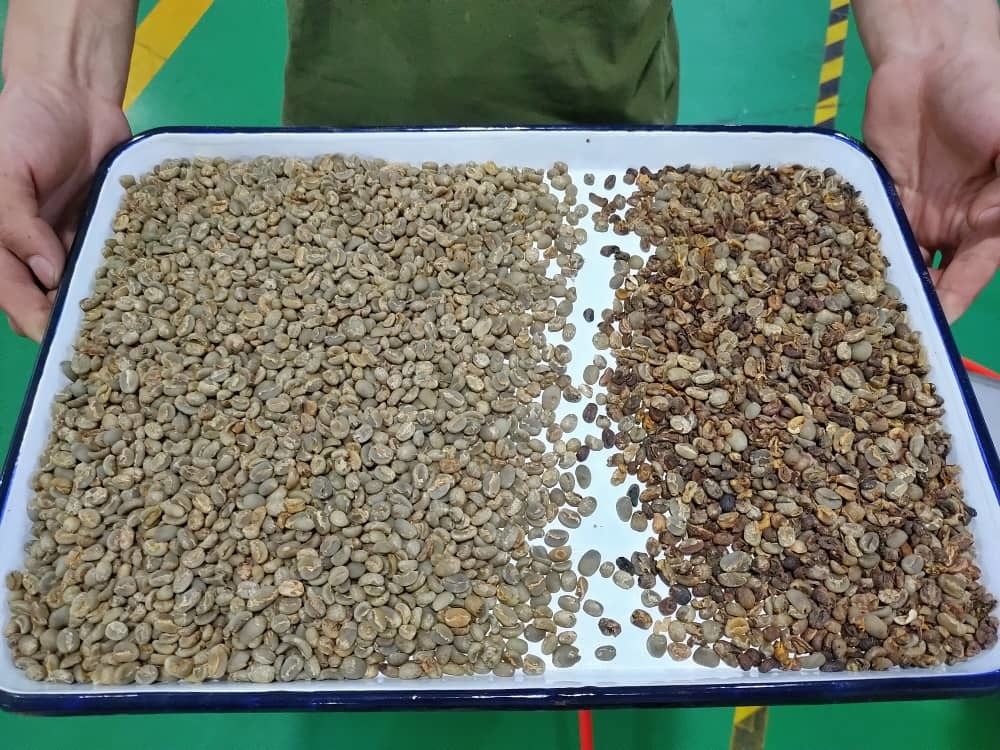 Wenyao Latest Technology High Sorting Accuracy Coffee Color Sorter Machine for Roasted and Green Coffee Bean