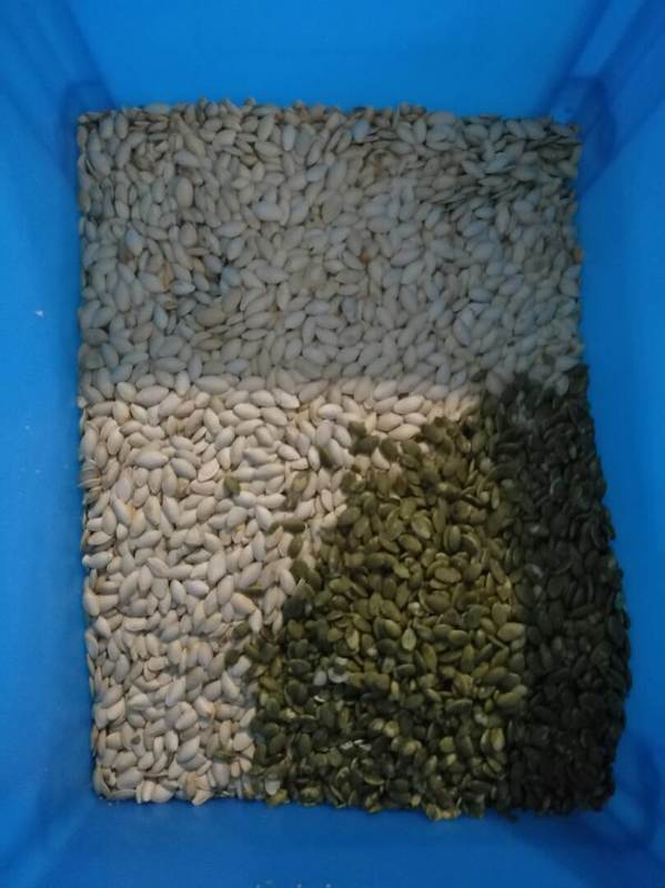 Classificador Óptico de Cor de Sementes de Girassol e Abóbora com Controle Remoto Wifi Wenyao, com 2 Anos de Garantia e Válvula Solenoide para Processamento Industrial