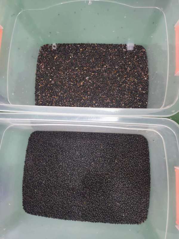 Venda de fábrica: Classificador de cores CCD de 320 canais com 99,99% de precisão de classificação e construção em aço inoxidável 304