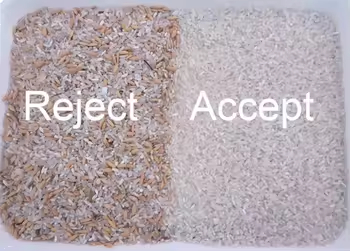 Máquina de Classificação de Cor de Arroz Parboilizado Milheto Amarelo 5 Calhas Máquina de Separação Classificadora de Cor de Trigo