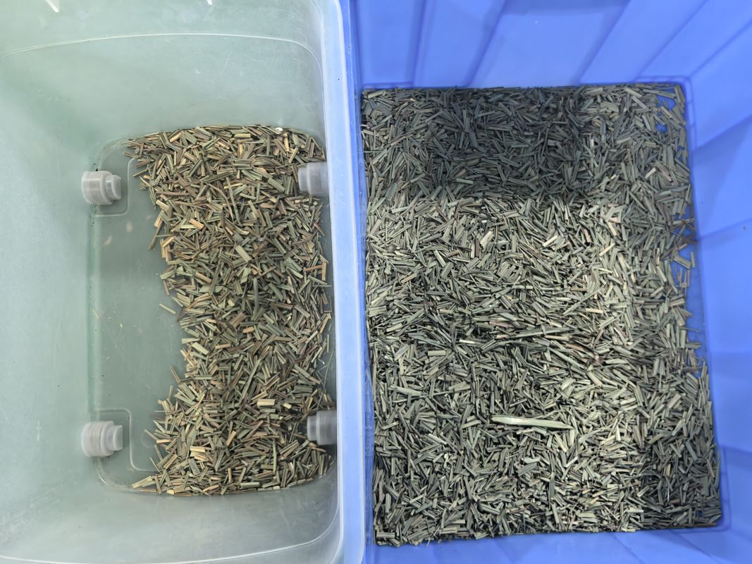 WENYAO CCD Spice Color Sorter Máquina de Seleção de Cor de Limão Óptica com Preço de Fábrica