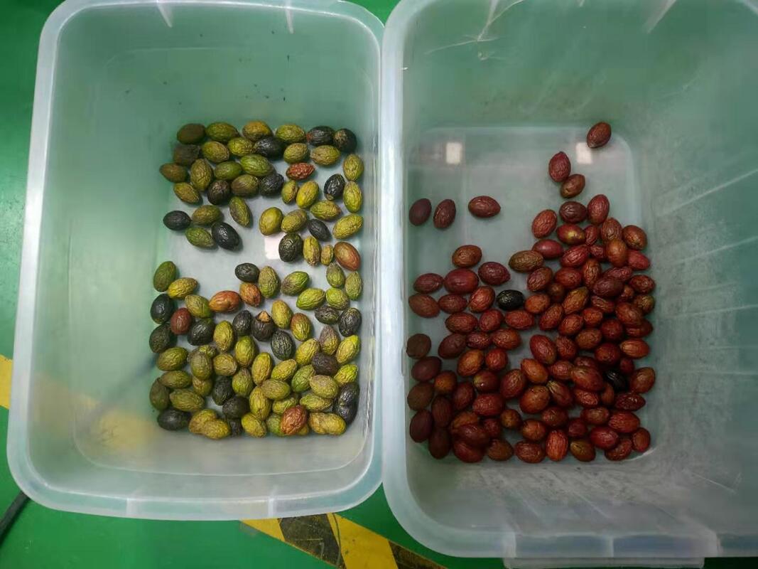 Wenyao 2025 Newest Two Belt Wide Low Speed Anti-breakage Strawberry Blueberry Color Sorter Machine Automatic Coffee Cherry Color Sorting Machine