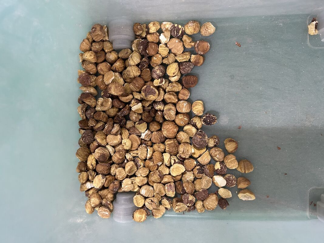 Dried Chestnut Color Sorter For Nuts Photo Sorter From China