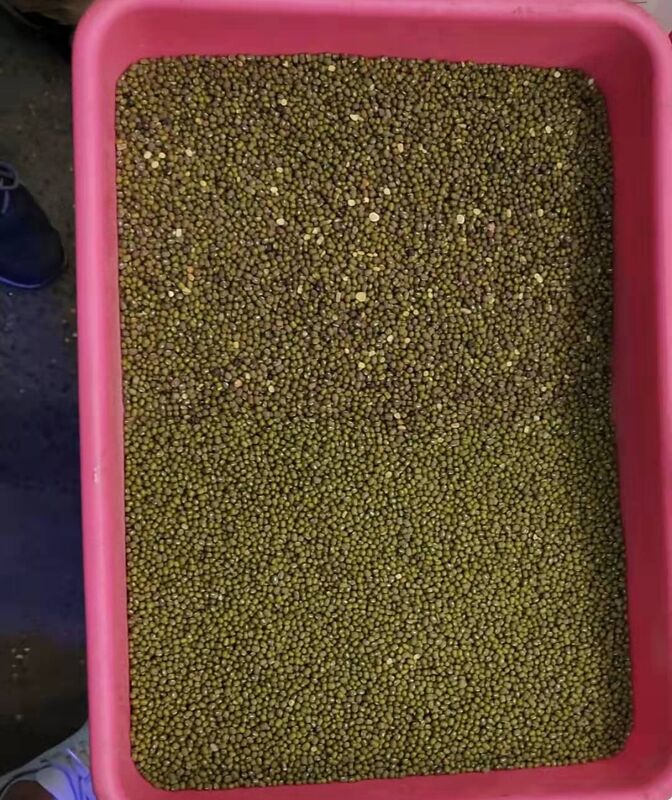 WENYAO 8 Chutes Pulses Sorting Machine for Lentil Chickpea Optical Beans Color Sorter para venda