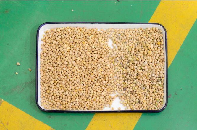 WENYAO 8 Chutes Pulses Sorting Machine for Lentil Chickpea Optical Beans Color Sorter para venda