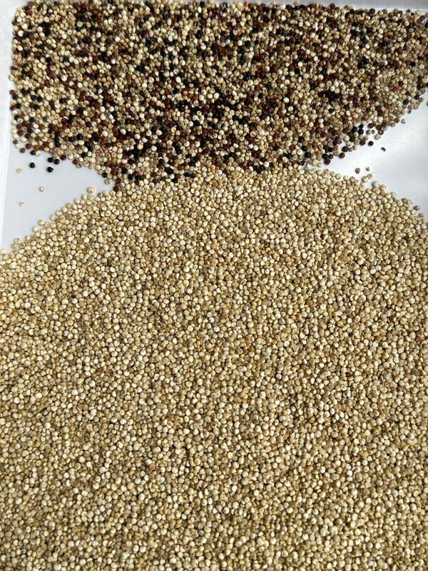 WENYAO CCD High Speed Color Grain Sorting Machine para Grãos de Café e Culturas Máquina de Seleção Multi-Granos