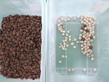 Sortadora de cores de arroz multifuncional com 1-4 t/h de produção e ≥ 99,99% de precisão de triagem para grãos e sementes