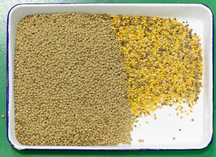 Classificador automático de cores ópticas de grãos com certificação CE, grãos pretos, grãos de café, lentilhas, máquina de classificação de cores para venda 2026