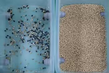 Latest Color Sorter Rice Sorting Machine Multi-functional Color Sorter Machine for Sesame Flax Seed Rice 