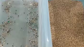 Latest Color Sorter Rice Sorting Machine Multi-functional Color Sorter Machine for Sesame Flax Seed Rice 