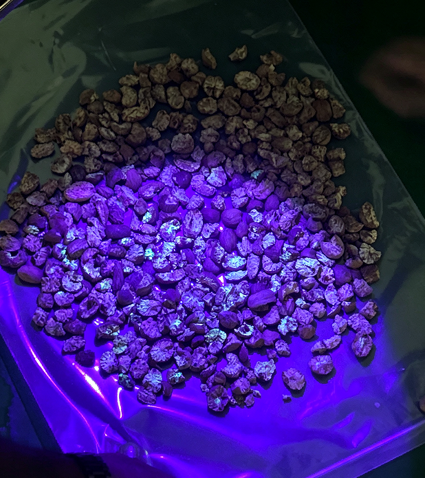 Máquina de triagem de amendoim de noz-moscada para remoção de partículas de aflatoxinas com tecnologia de luz UV
