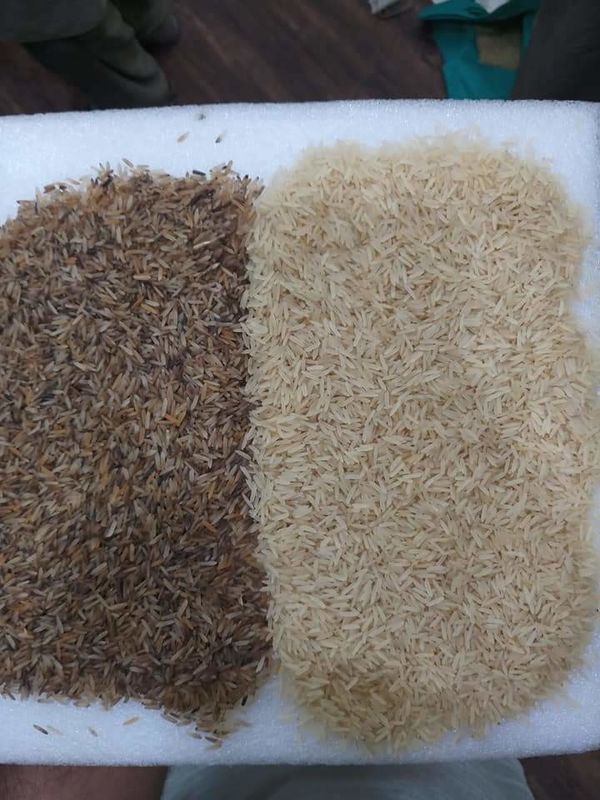 8 Chutes 512 Canais Arroz Trigo Grãos Sementes Classificador de Cores Máquina de Classificação com Serviço de Controle Remoto Wi-Fi