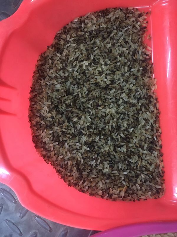Classificador ótico da cor do arroz do CCD, máquina de classificação da cor do trigo de 4 rampas