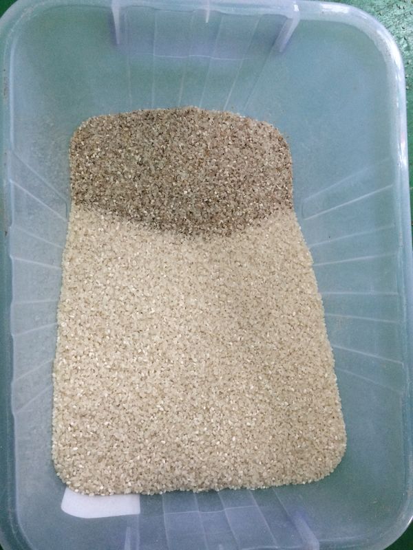 Canais Multifunction da máquina 256 do classificador da cor para a classificação do arroz