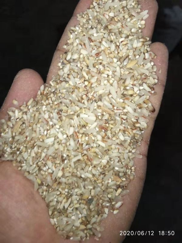 4000kg/H aferventou a luz do diodo emissor de luz da vida de Mini Color Sorter Machine Long do arroz