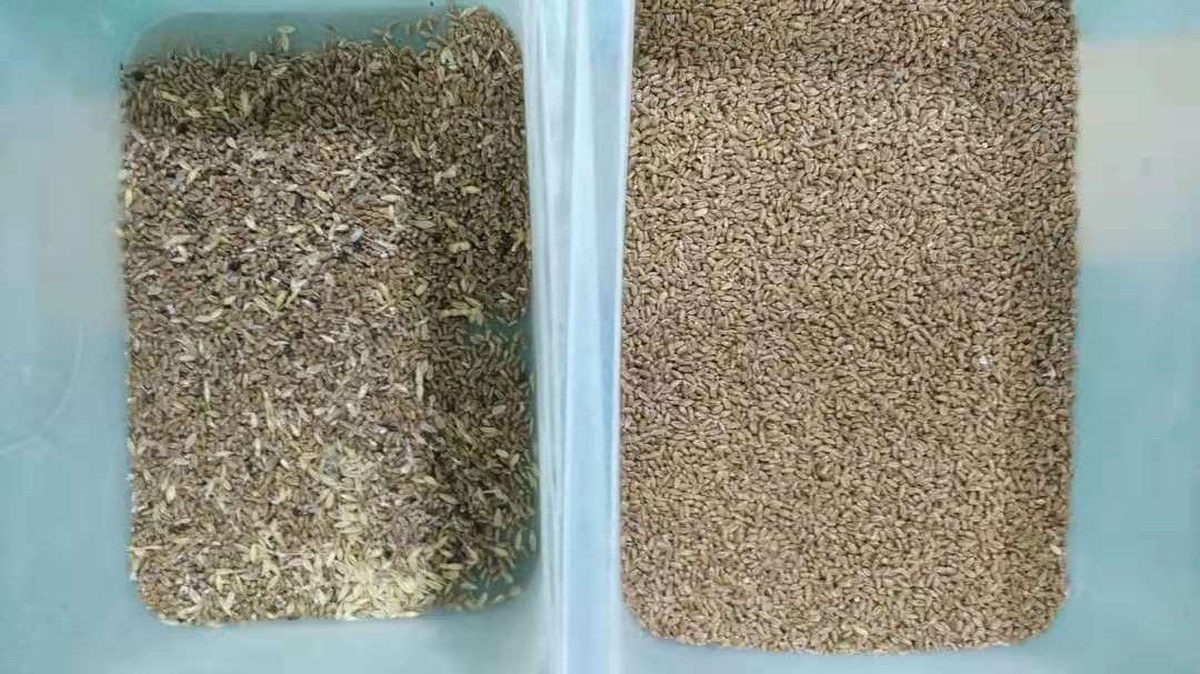 Classificador da cor do trigo da aveia, 1 máquina de Ton Capacity Barley Color Sorting