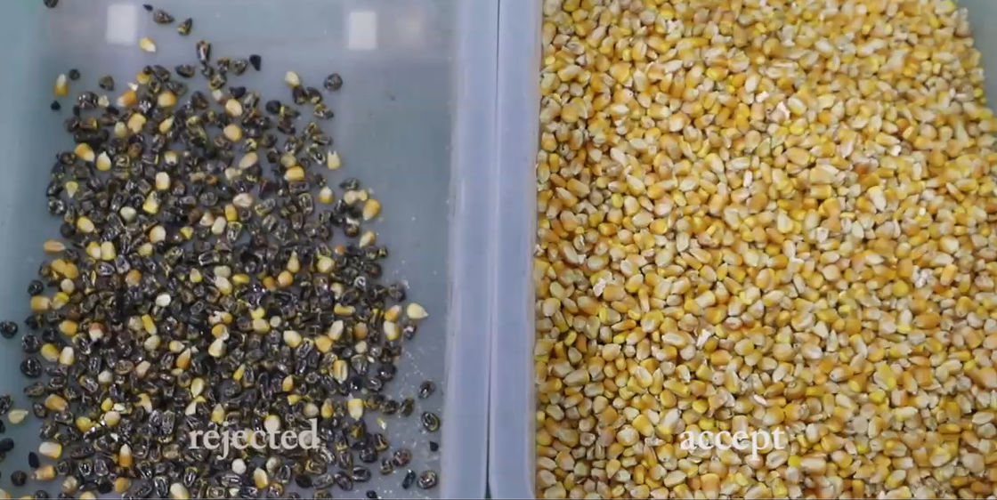 Máquina de triagem de cores de grãos de alta resolução, 1 chute de Quinoa na fábrica.