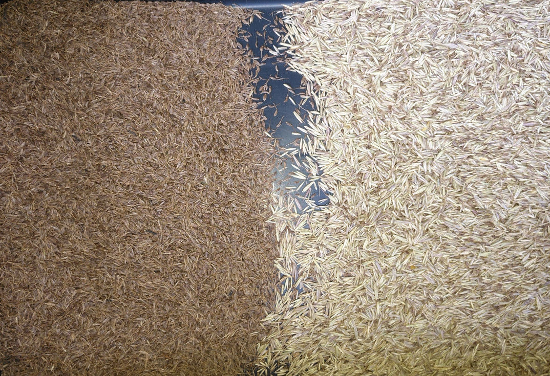 1 líquido de limpeza da grão do classificador da cor do pixel da máquina de classificação 5400 do trigo da grão da rampa