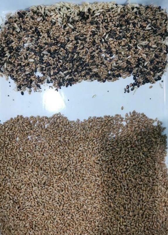 Classificador inteligente de cores de trigo sarraceno, aveia, quinoa, máquina separadora, 3 rampas, 6 câmeras