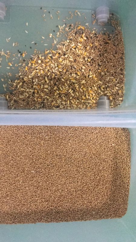 Classificador inteligente de cores de trigo sarraceno, aveia, quinoa, máquina separadora, 3 rampas, 6 câmeras
