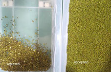 Máquina de seleção de classificação de feijão de soja, feijão verde, sementes pretas de Sohum, equipamento de limpeza