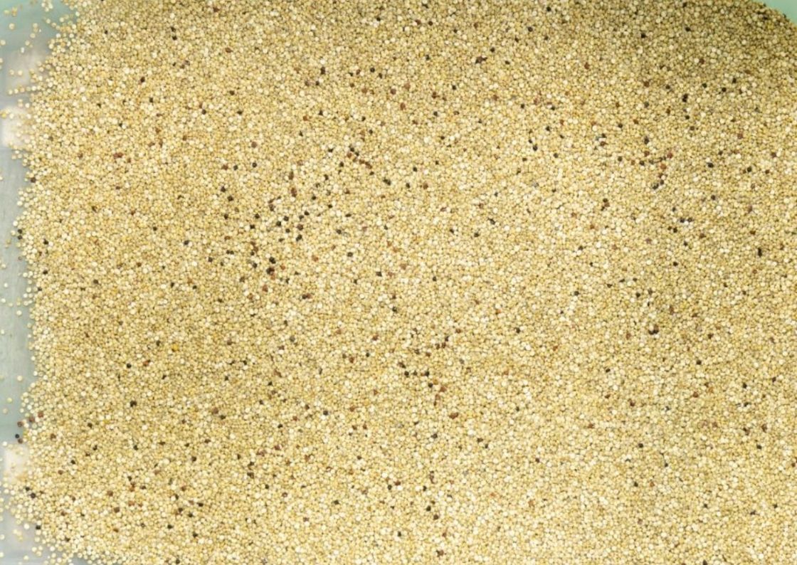 WENYAO Multifunction Color Sorter, classificador da cor da grão de aveia do Quinoa