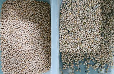 Equipamento agrícola do classificador da cor do grão-de-bico do de alta capacidade que processa a máquina de classificação da cor do CCD dos feijões para o grão-de-bico