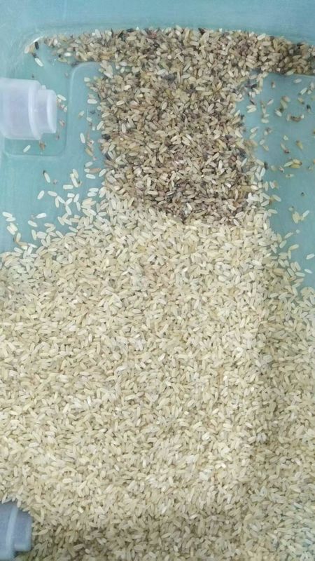 Máquina vermelha do classificador da cor do arroz para separar o arroz vermelho da qualidade inferior