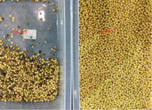 Classificador vermelho Mung Bean Separator Machine da cor de Bean Processing Machine White Kidney