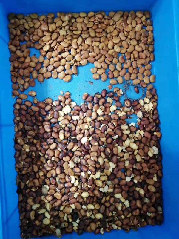 Classificador largo da cor do CCD de Bean Color Sorter Machine com tecnologia da cor completa